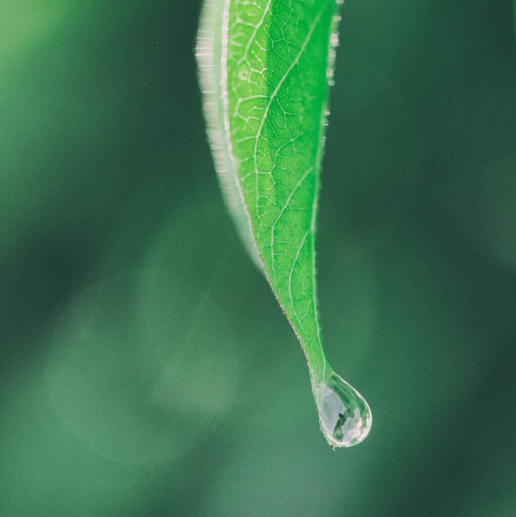 close up of leaf with water dripping off
